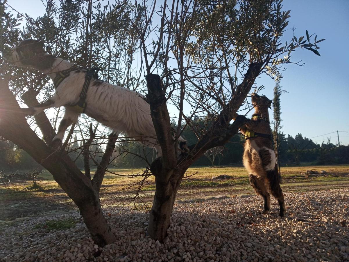 Le Mas De La Jardine Velleron Dış mekan fotoğraf