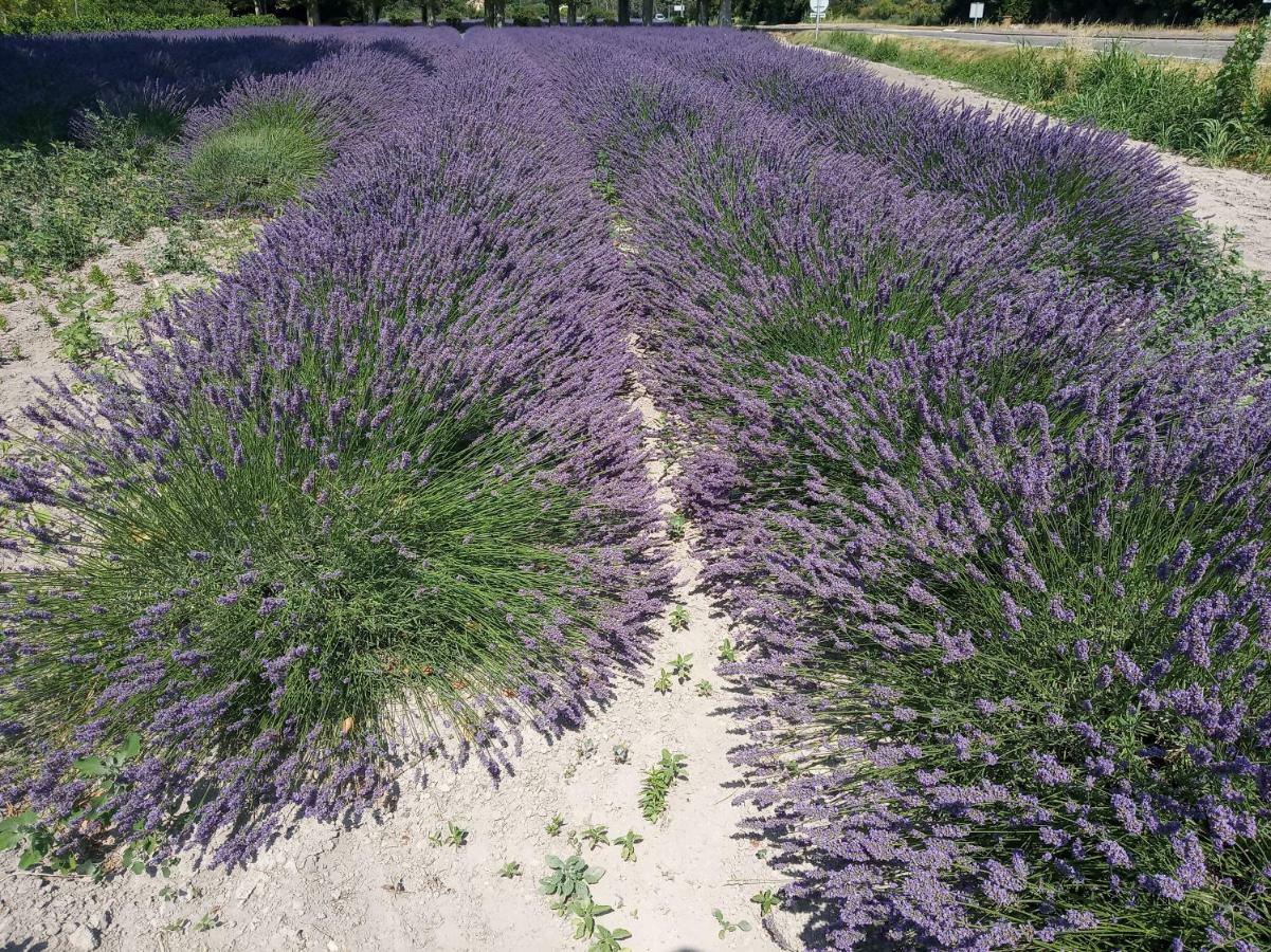 Le Mas De La Jardine Velleron Dış mekan fotoğraf