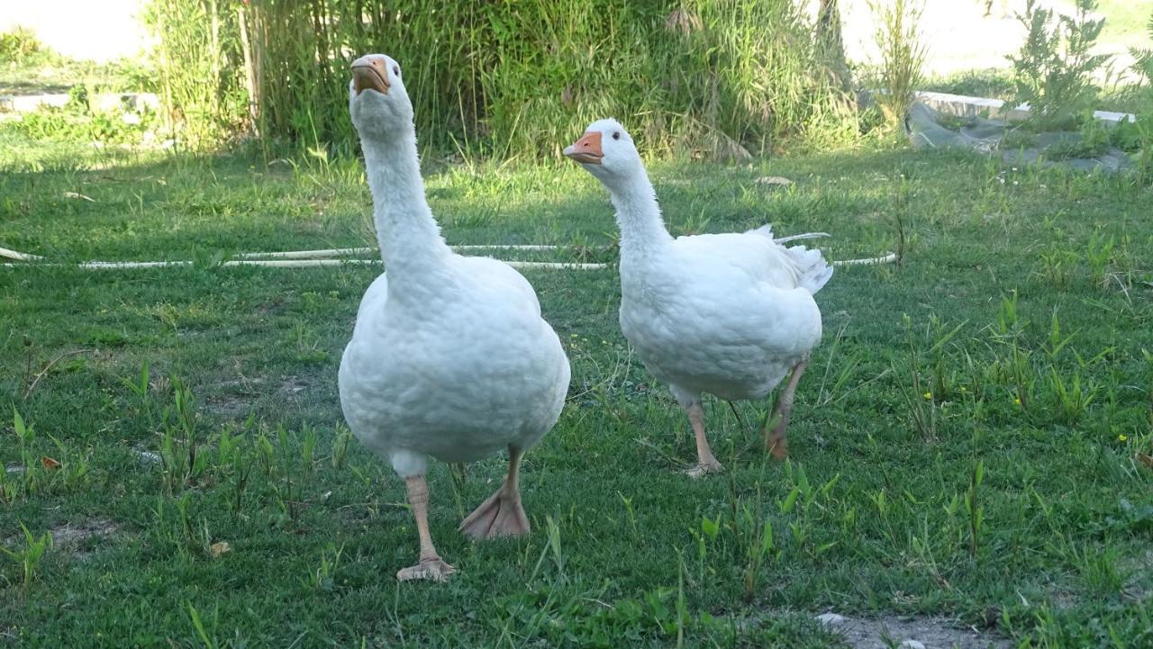 Le Mas De La Jardine Velleron Dış mekan fotoğraf